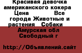 Красивая девочка американского кокера › Цена ­ 35 000 - Все города Животные и растения » Собаки   . Амурская обл.,Свободный г.